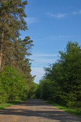 Empty road leading through green forest on sunny day
