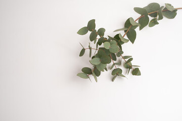 Green eucalyptus branch on an empty light background. Background for product presentation. Cosmetic cosmetics advertising display mockup. Congratulations card  © Iuliia Pilipeichenko