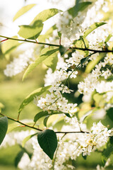 Flowering branches of bird cherry