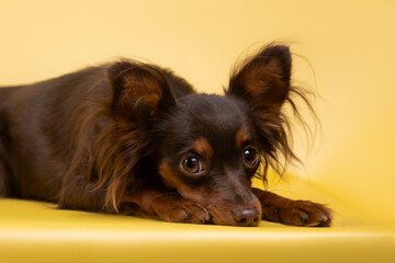 small dog puppy