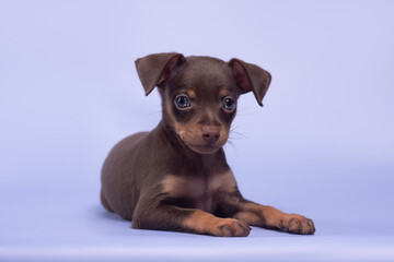 small dog puppy