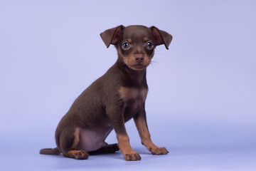 small dog puppy