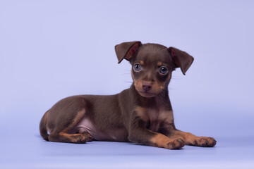 small dog puppy