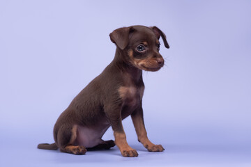 small dog puppy