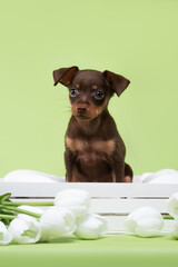 small dog puppy