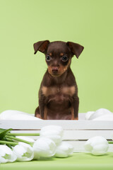 small dog puppy