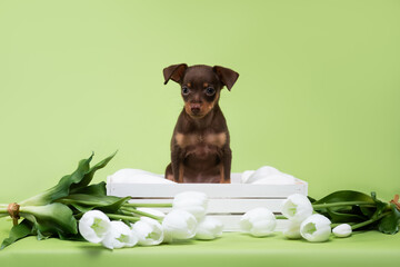 small dog puppy