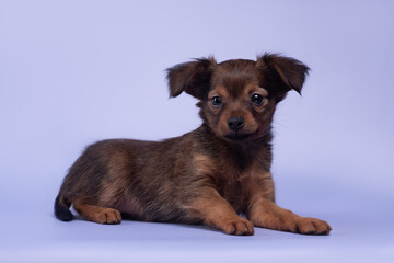 small dog puppy