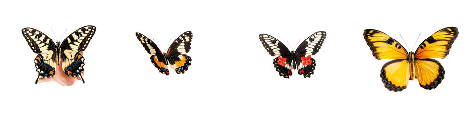 Fototapeta premium A diverse collection of beautiful butterflies. long_title:A visually striking collection of diverse butterfly species, showcasing their intricate wing