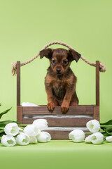 small dog puppy
