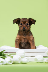 small dog puppy