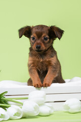 small dog puppy