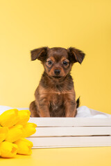 small dog puppy