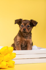 small dog puppy