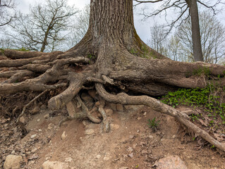 Exposed tree roots in forest 