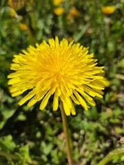nature
