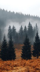 Misty forest, autumn colors