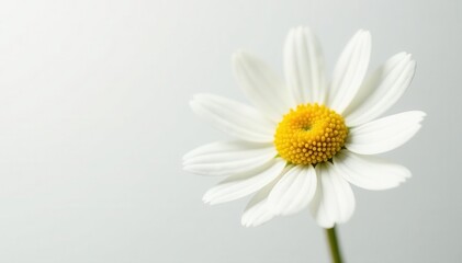 Obraz premium Close-up of delicate white chamomile, pure white backdrop , background, bright