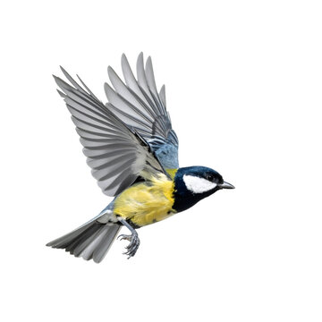 Great tit flying with transparent background, clipping path included