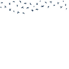 Birds Fly in the Air Vector