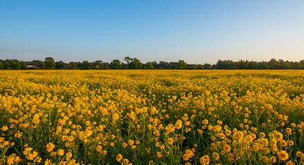 Obraz premium Vast Expanse of Golden Flowers Under a Serene Blue Sky at Dusk