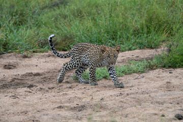 Cute leopard cub walking curiously through the riverbed, Greater Kruger. 