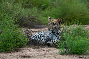 A cute leopard cub lying in the sand between shrubs, Greater Kruger. 