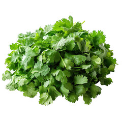 Fresh cilantro bunch cilantro leaves cilantro herb cilantro food ingredient cilantro plant cilantro isolated on transparent background