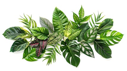 Tropical Leaf Diversity Shines in Vibrant Display Against White Background -