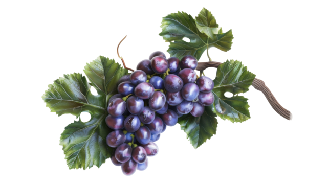 Purple grape cluster with green leaves and brown stem on transparency background