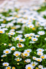 daisies in a field