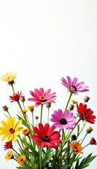 Wildflower mix, loose & free-flowing, pure white backdrop , flatlay, beauty, blossom