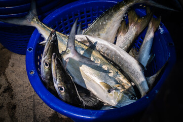 The fresh fish in plastic baskets are sea fish that local fishermen catch and sell at Ban Bang Saray Pier. Sattahip District, Thailand