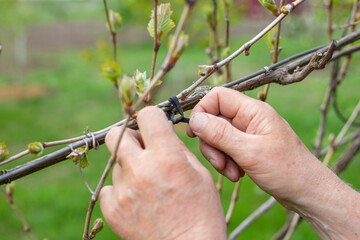 Gardener ties up grapevine. Formation of grape bush in spring