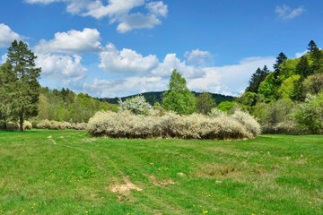 Nature scenery with grassland and forest in springtime, Low Beskids, Poland