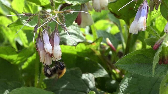 Common Carder Bee (Bombus pascuorum) feeding from and pollinating flowers. Early May, Kent, UK [Slow motion x10]