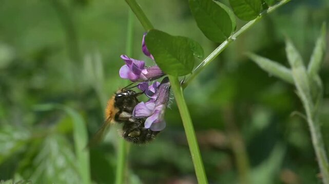Common Carder Bee (Bombus pascuorum) feeding from and pollinating flowers. Early May, Kent, UK [Slow motion x10]