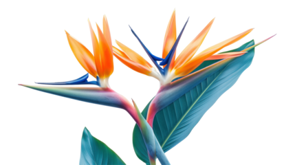 Vibrant tropical bird of paradise flower with bright orange petals and blue accents