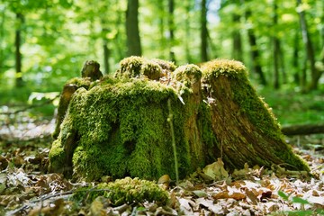 Nature's resilience: A moss-covered tree stump thriving amidst the forest floor, symbolizing renewal and the beauty of decay. Sunlight filters through the lush canopy, creating a tranquil and timeless