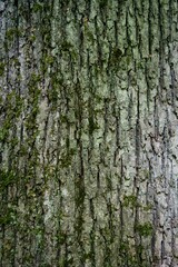Close-up of tree bark with green moss, showcasing the intricate textures and natural beauty of the forest.