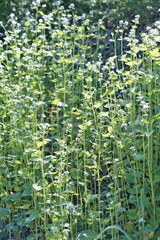 A dense patch of green plants with small white flowers. Broad, serrated leaves dominate the scene, with tall, slender stems rising above. The natural texture and organic growth