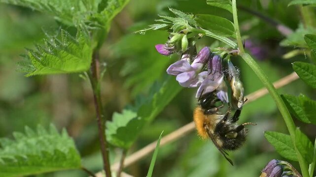 Common Carder Bee (Bombus pascuorum) feeding from and pollinating flowers. Early May, Kent, UK [Slow motion x10]