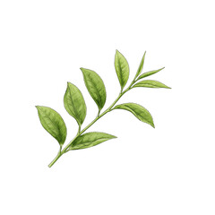 fresh green leaves