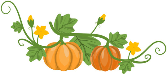 Autumnal Pumpkin Vine with Blossoms - Harvest Illustration