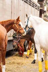 emotional horse with big eyes. Horse family