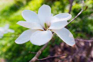 Close-Up View of Elegant White Magnolia Flower in Natural Setting