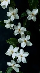 Obraz premium Delicate white flowers cascading on dark backdrop