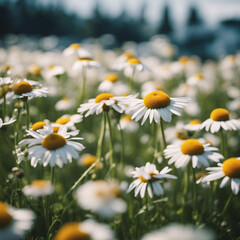 daisies in a field