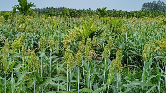 Tilt up shot of fresh unripe Indian millet, sorghum, broomcorn or jowar crop swaying in the field