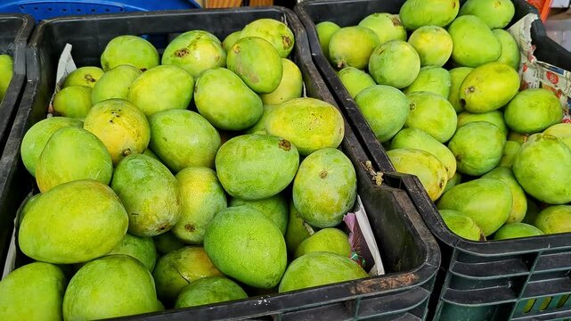 Close-up shot of Alphonso mangoes, also known as Hapus or Ratnagiri mangoes, on display for sale